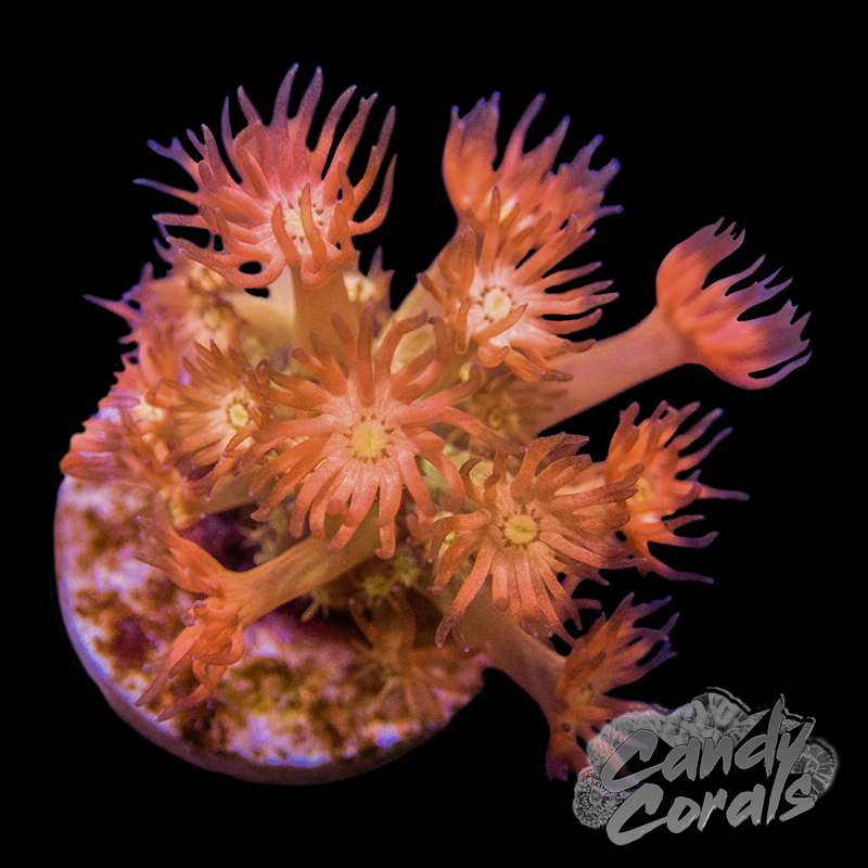 Sunset Dreams Goniopora Frag