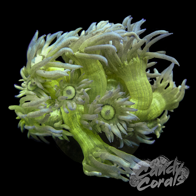 Blue Tip Yellow Goniopora Frag