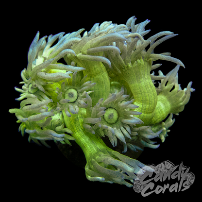 Blue Tip Yellow Goniopora Frag