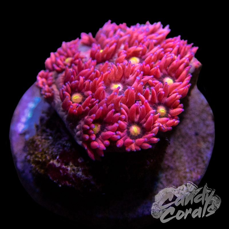 Blue Tip Bright Pink Goniopora Frag