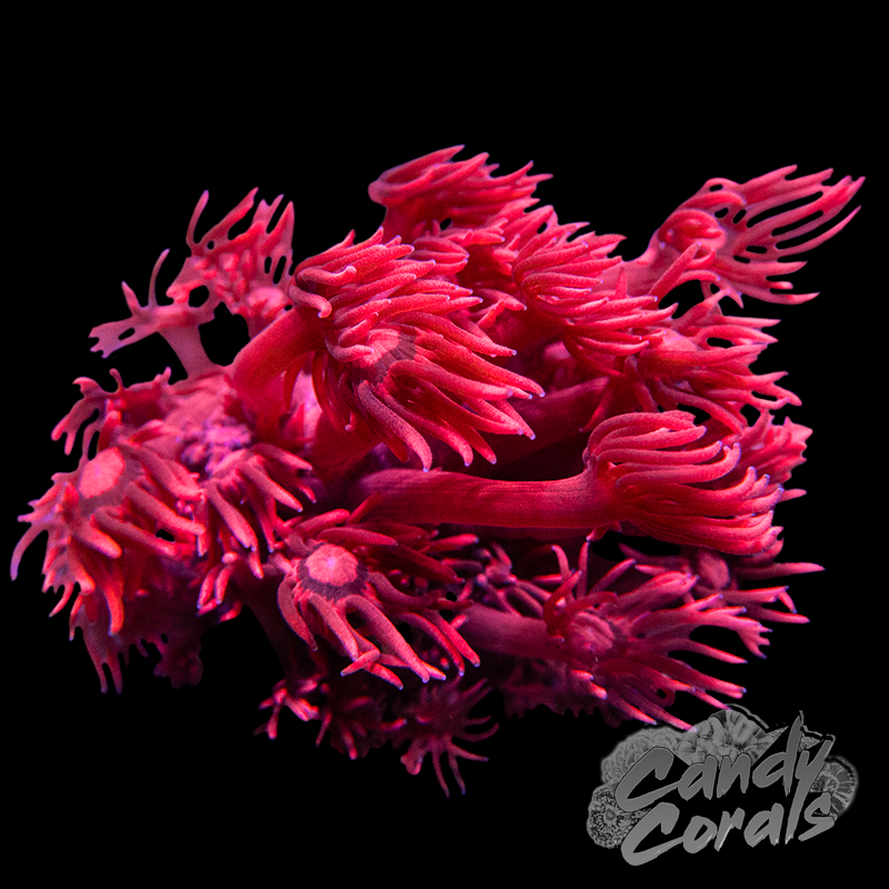 Assorted Red Goniopora Frag