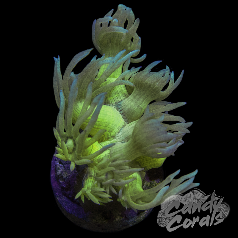 Blue Tip Yellow Goniopora Frag