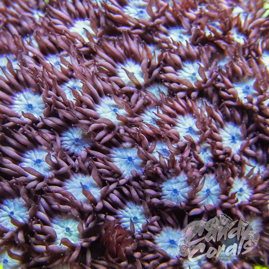 Blue Center Pink Goniopora Frag