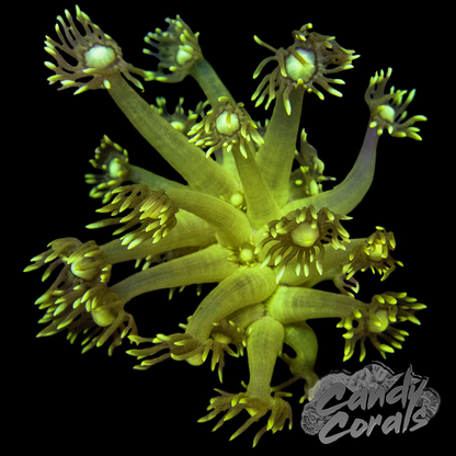 Assorted Bright Green Goniopora Frag