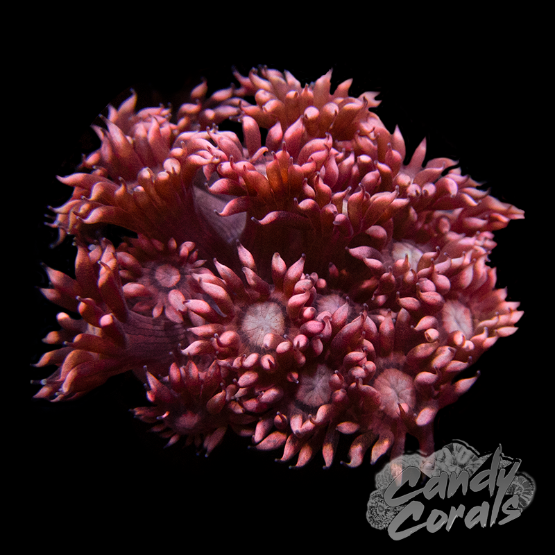 Bright Tipped Pink Goniopora Frag