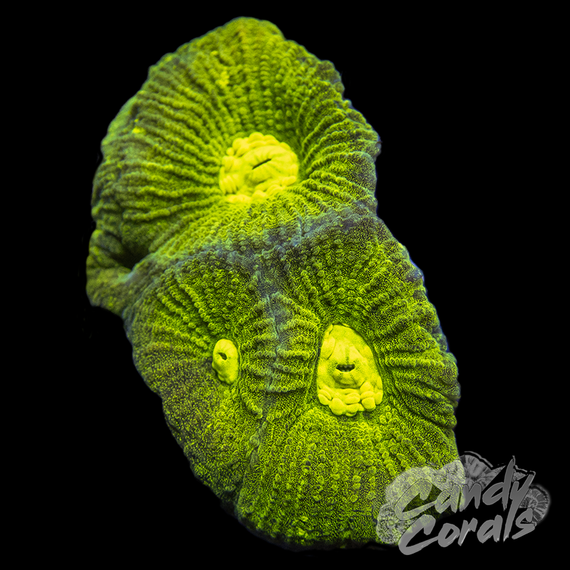 Neon Goniastrea Frag F12