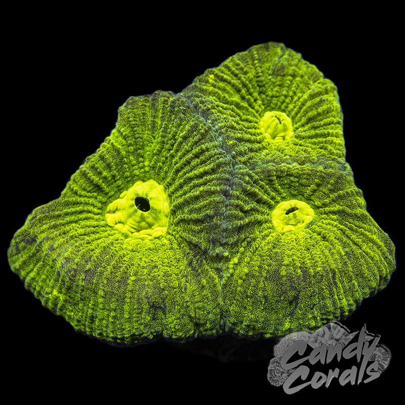 Neon Goniastrea Frag F12