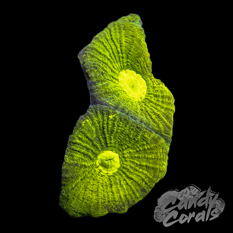 Neon Goniastrea Frag F12