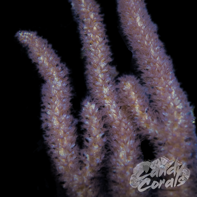 Rusty Photosynthetic Gorgonian L18