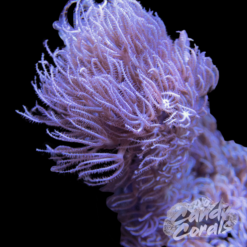 Corky Sea Finger Photosynthetic Gorgonian L16