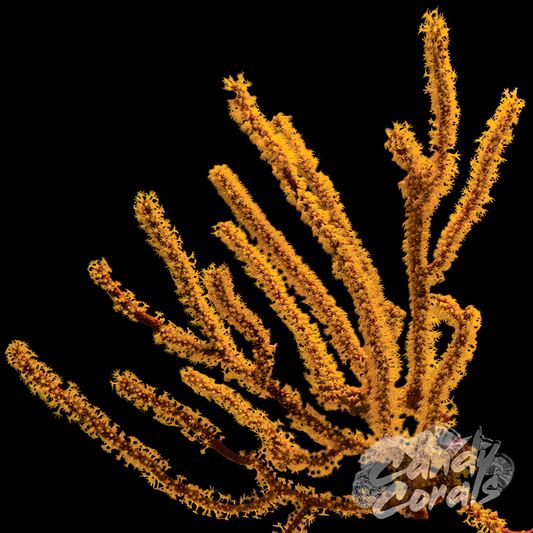 Orange Sea Fan Non-photosynthetic Gorgonian