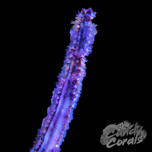 Purple Blade Photosynthetic Gorgonian