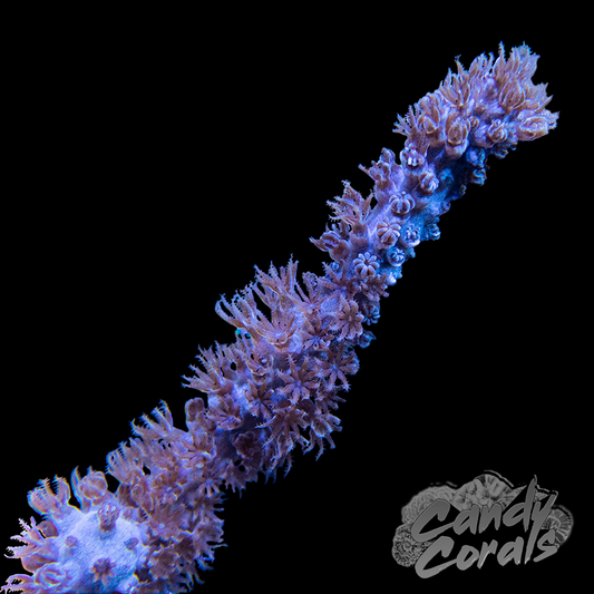 Purple Knobby Photosynthetic Gorgonian