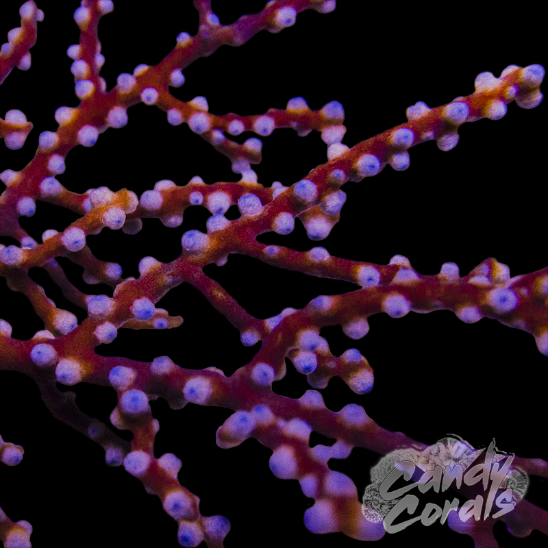Blueberry Non-photosynthetic Gorgonian