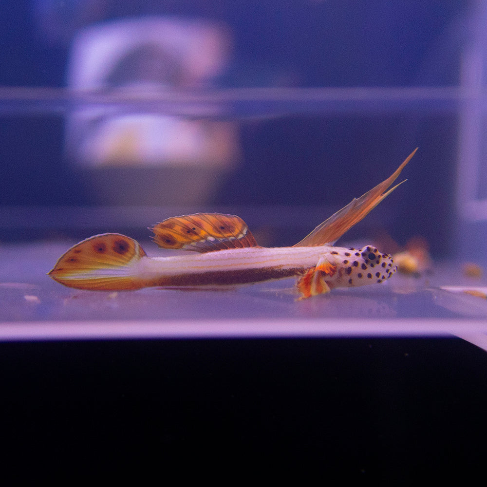 Griessingeri Goby