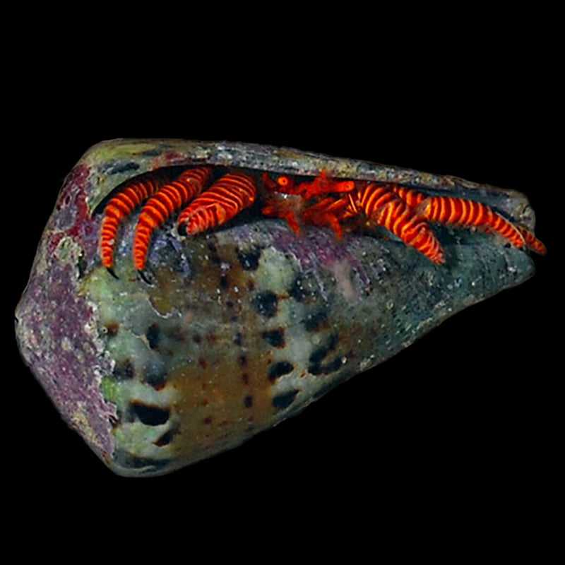 Halloween Hermit Crab