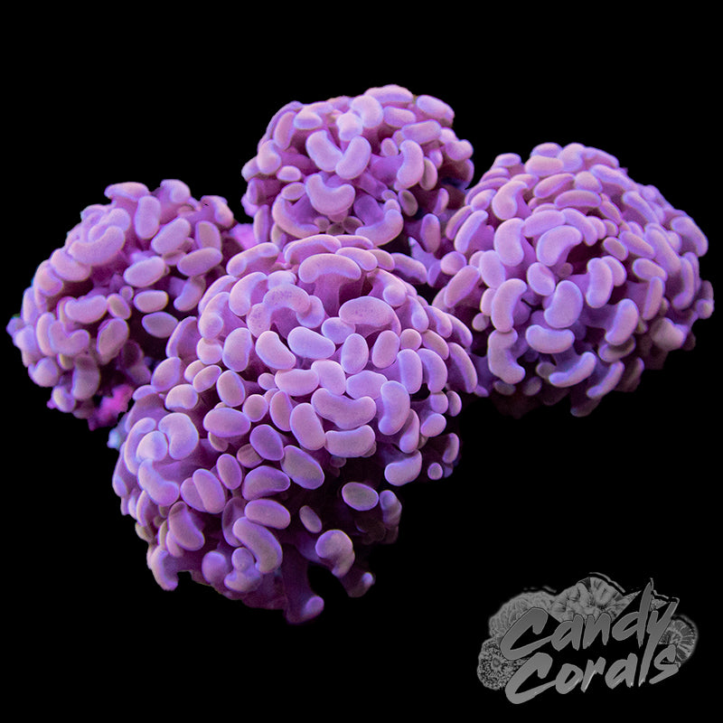 Assorted Pink Branching Hammer H1