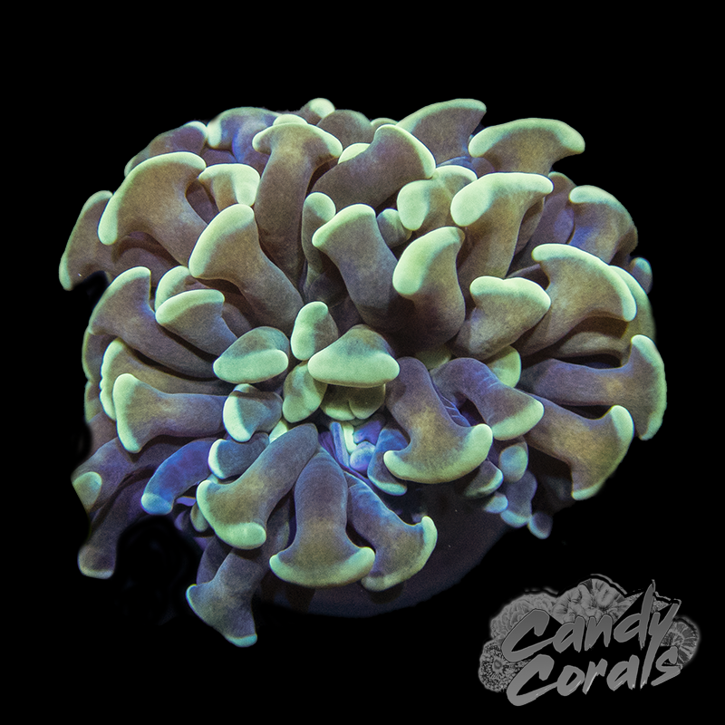 Assorted Gold Stem Teal Branching Hammer H25