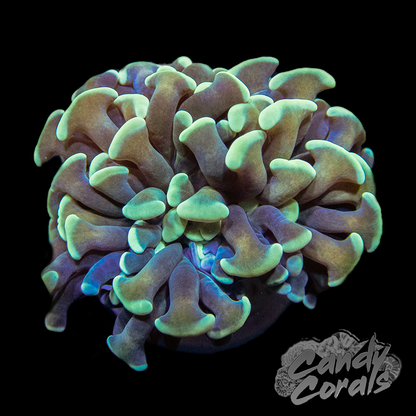 Gold Stem Teal Branching Hammer Frag