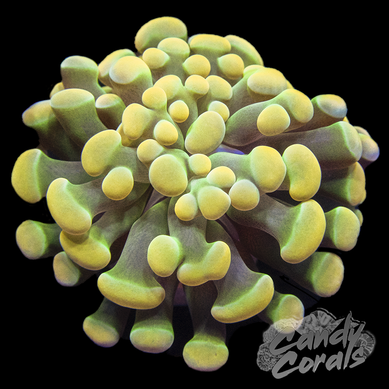 Branching Holy Grail Hammer