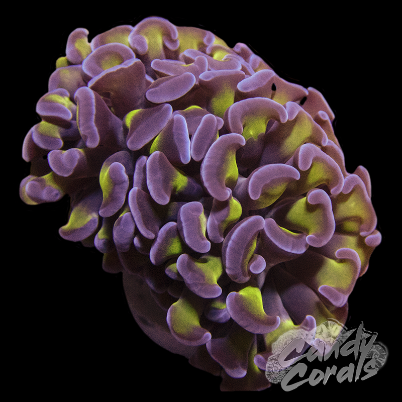 Toxic Stem Branching Hammer Frag