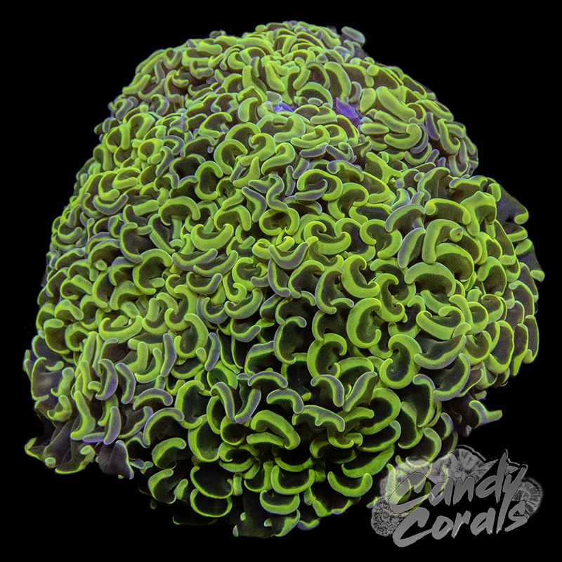 Yellow Rainbow Wall Hammer Colony