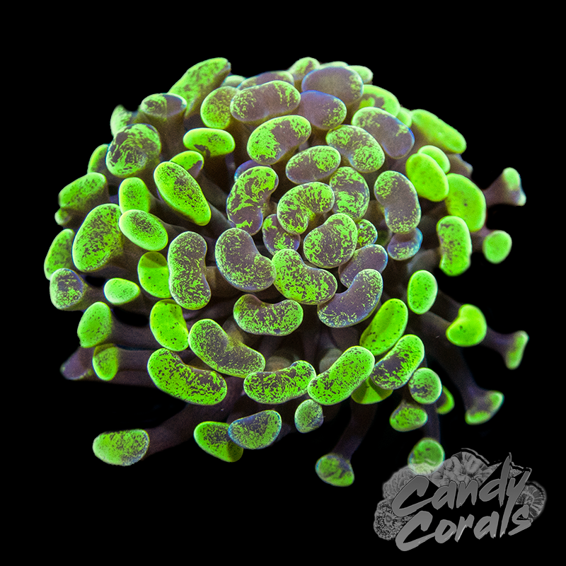 Toxic Blotchy Branching Hammer Frag