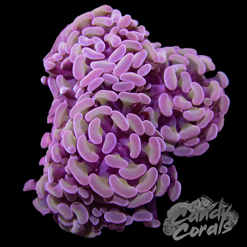 Gold Stem Pink Branching Hammer Frag H20