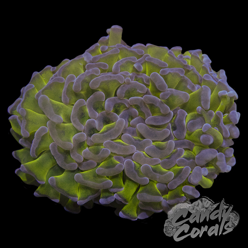 Toxic Stem Wall Hammer Colony