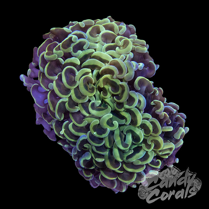 Yellow Rainbow Wall Hammer Colony
