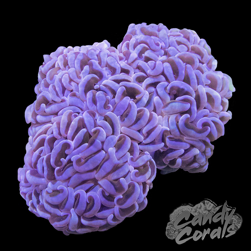 Assorted Pink Wall Hammer Colony