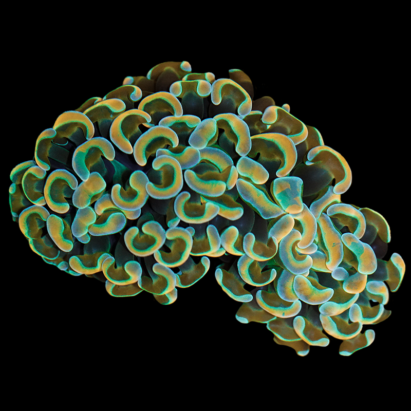 Rainbow Wall Hammer Colony