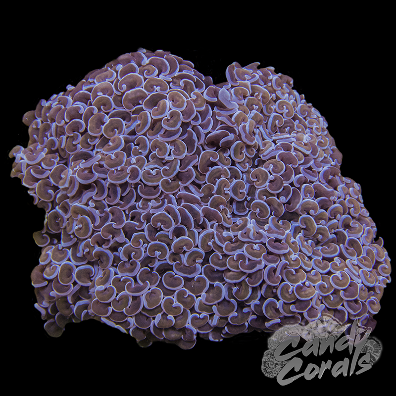 Gold Stem Purple Wall Hammer Colony