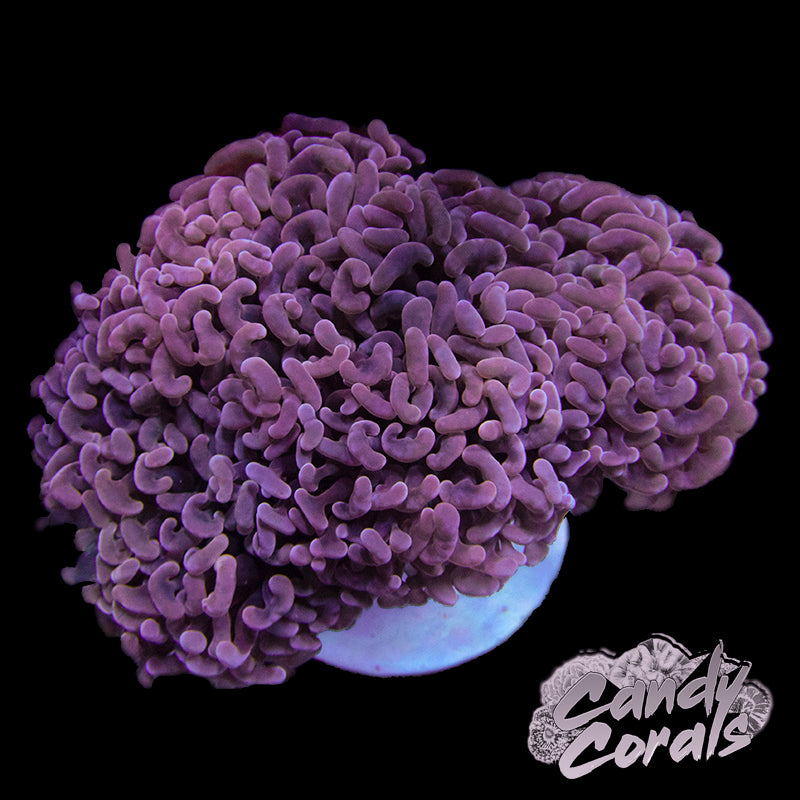 Assorted Pink Wall Hammer Colony
