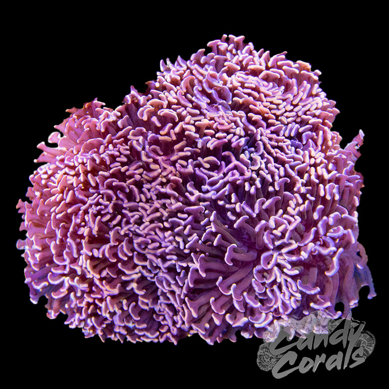 Assorted Pink Wall Hammer Colony