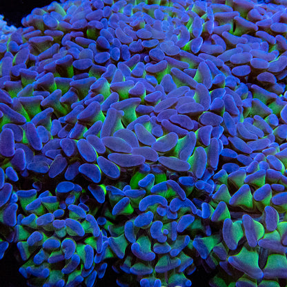 Toxic Stem Branching Hammer Frag