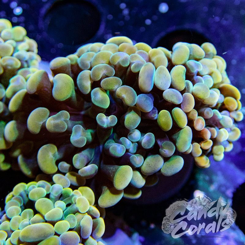 Rainbow Branching Hammer H17