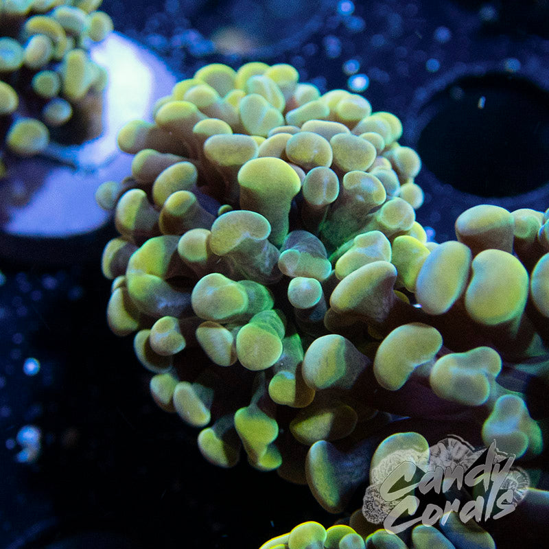 Rainbow Branching Hammer H17