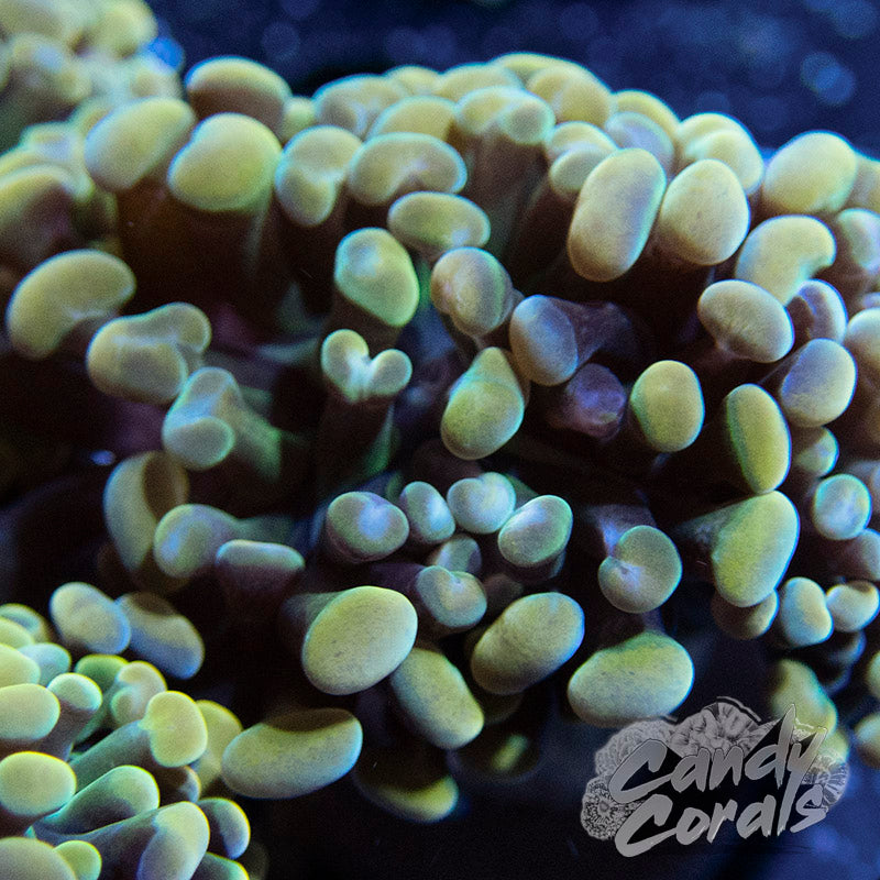 Rainbow Branching Hammer – Candy Corals