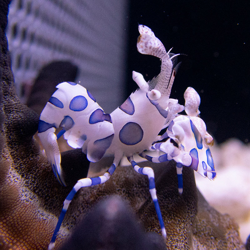 Harlequin Shrimp