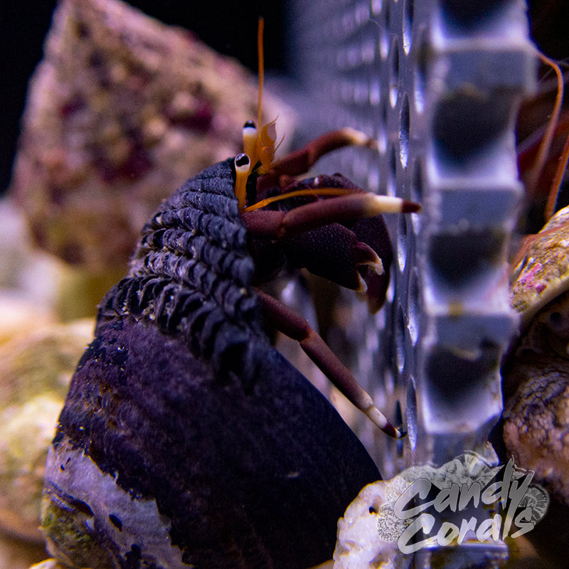Zebra Hermit Crab