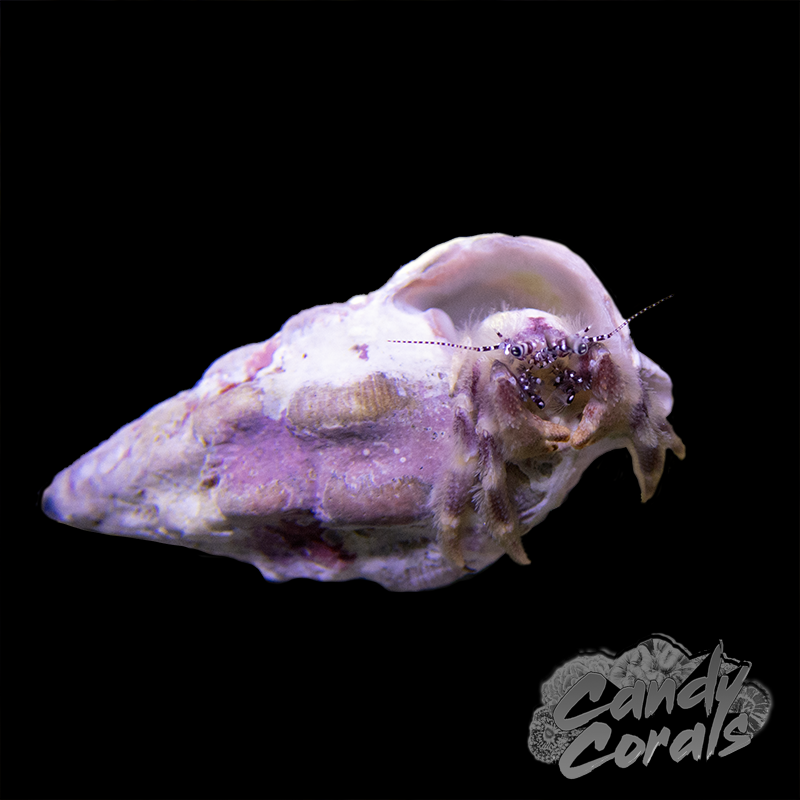 Caribbean Hermit Crab