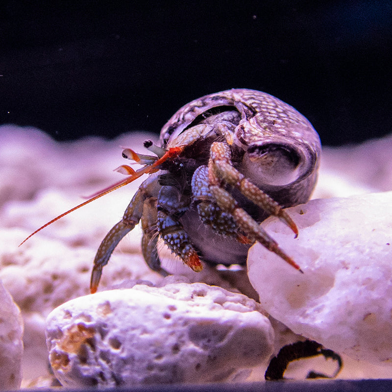 Dwarf Red Tip Hermit Crab – Candy Corals