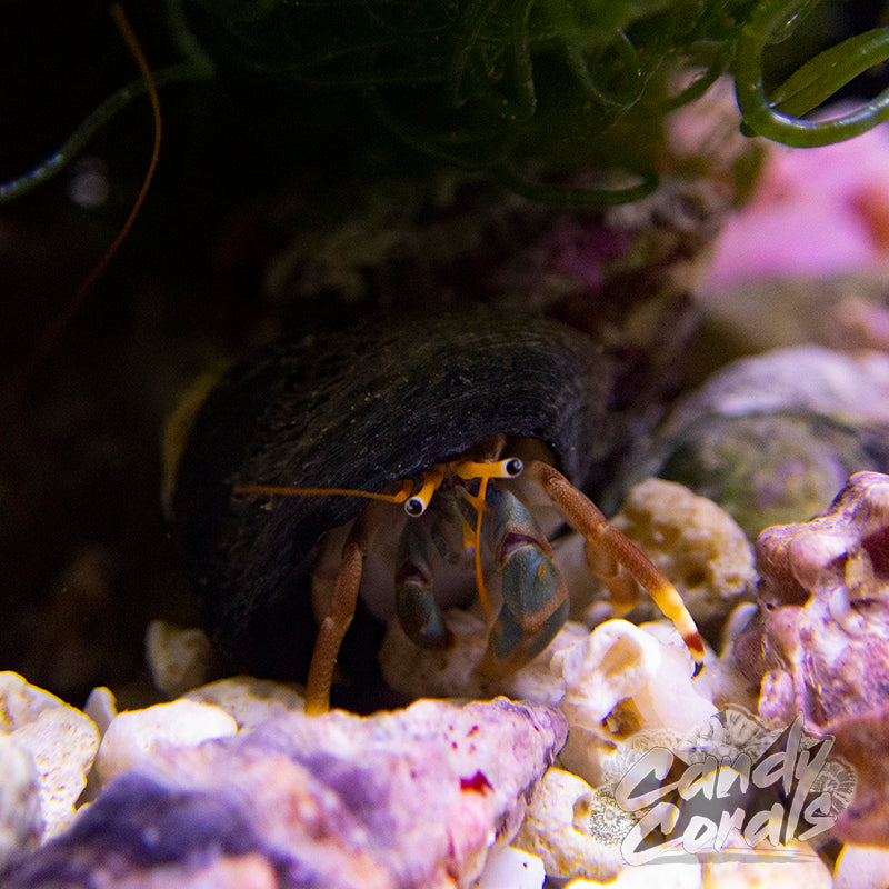 Zebra Hermit Crab