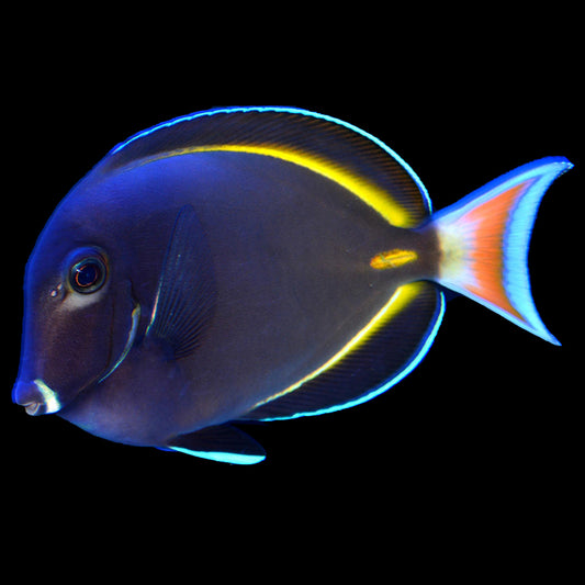 Hybrid Achilles White Cheek Tang