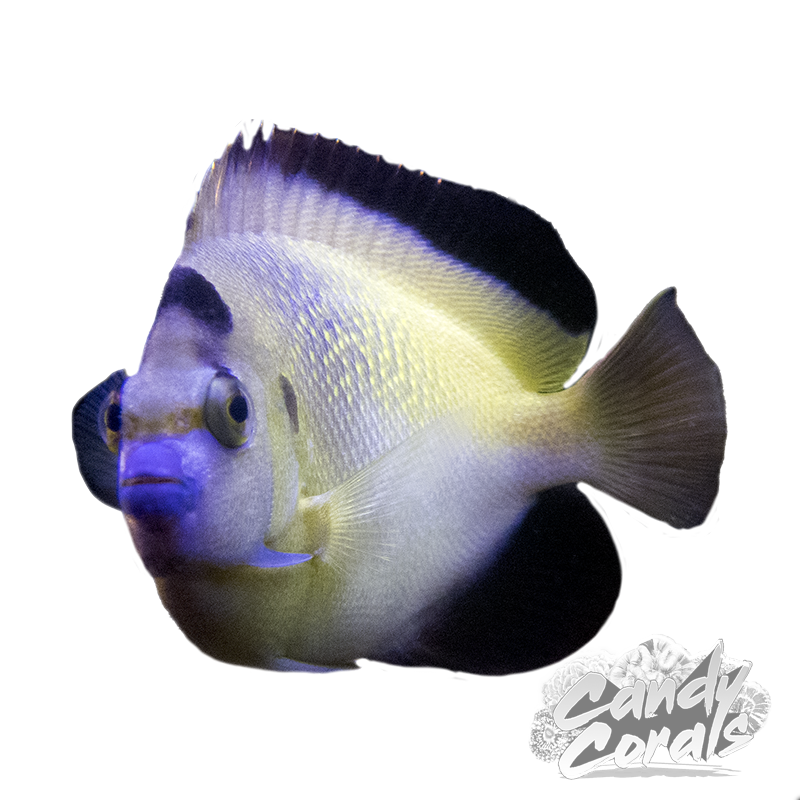 Captive Bred Hybrid Griffis Angelfish