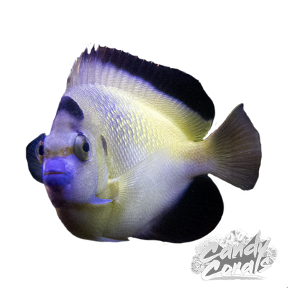 Captive Bred Hybrid Griffis Angelfish