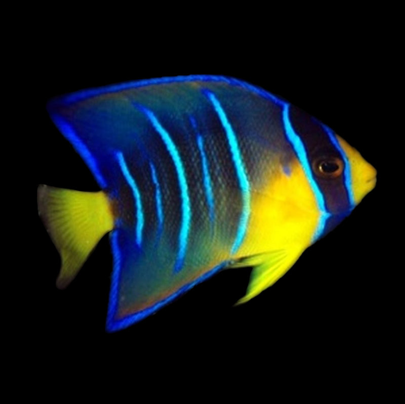 Juvenile Queen Angelfish