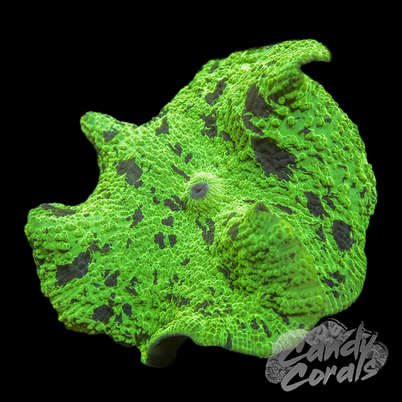 Kryptonite Ultra Jawbreaker Mushroom