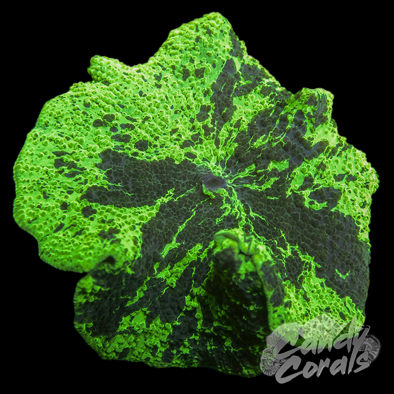 Kryptonite Ultra Jawbreaker Mushroom